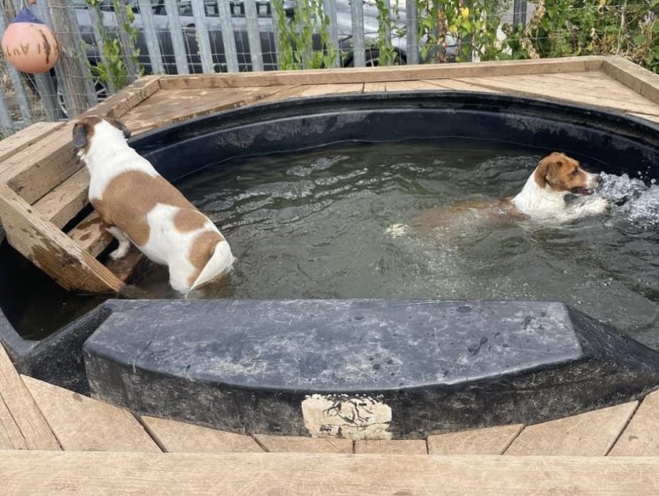 The doggy pool