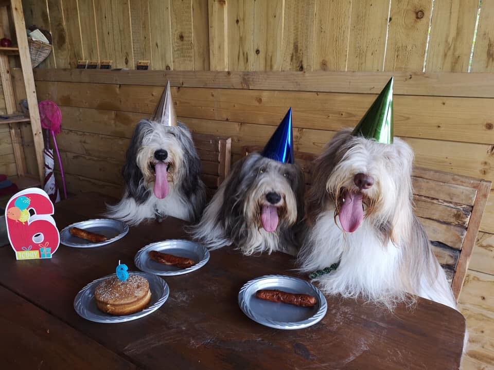 A dog party