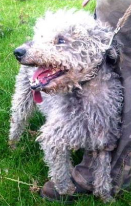 Duke, our loved Bedlington terrier 