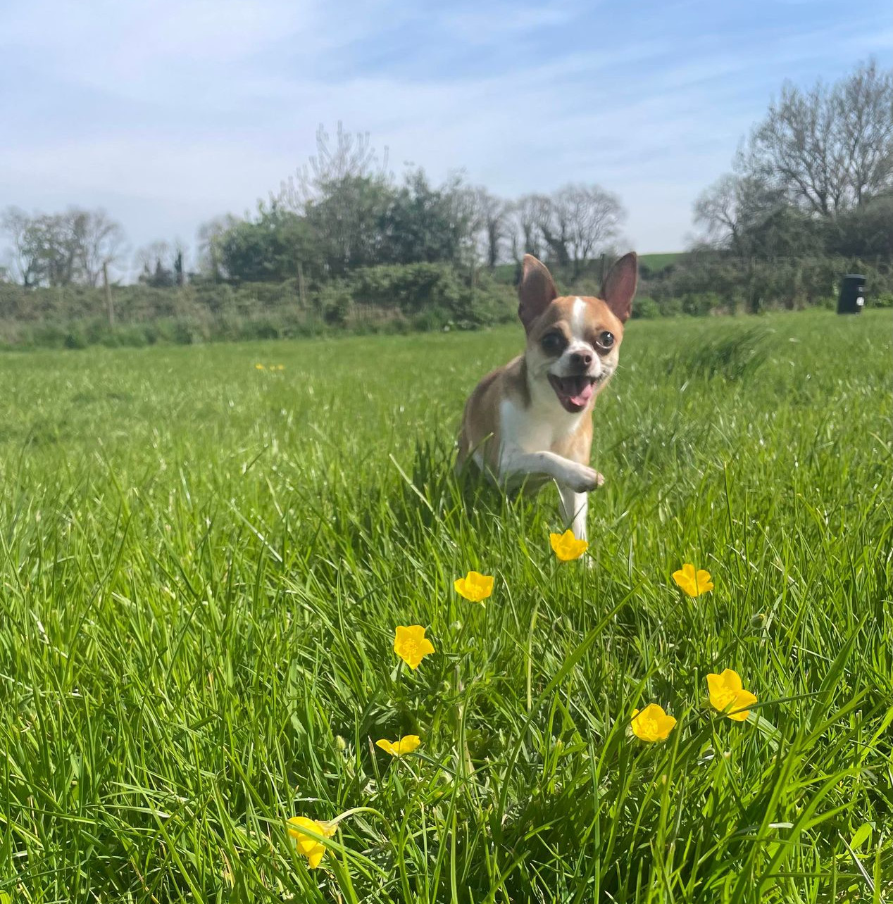 Buttercups in the field