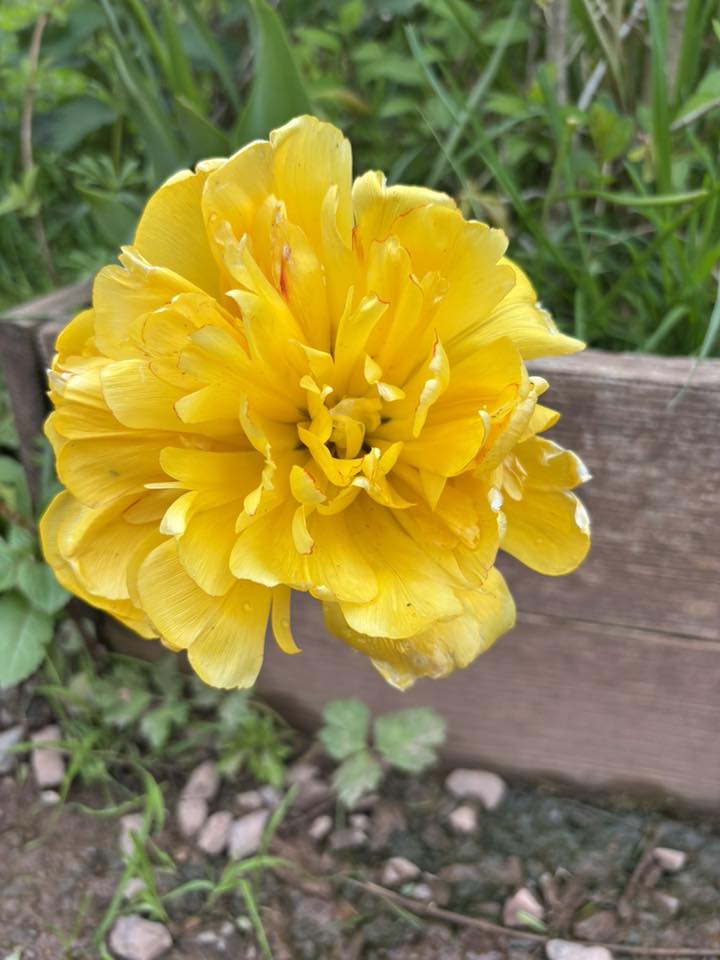 A flower